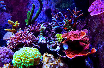 Korallen im Meereszentrum Fehmarn