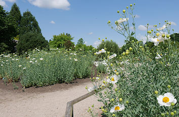 Weiße Blumen Arboretum Ellerhoop-Thiensen