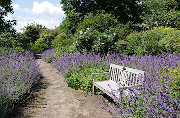 Salbei im Arboretum Ellerhoop-Thiensen