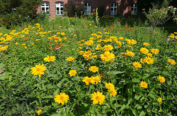 Gelbe Sommerblumen Arboretum Ellerhoop-Thiensen