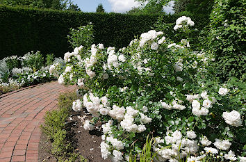 Rosengarten Arboretum Ellerhoop-Thiensen