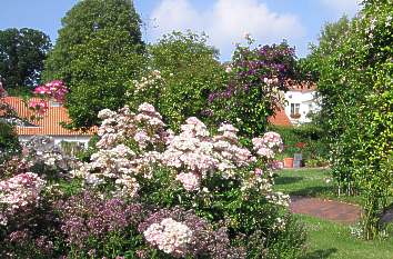 Blühende Rosen im Rosarium Glücksburg