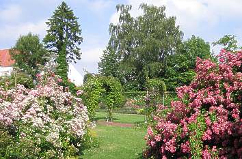 Rosenblüten im Rosarium Glücksburg