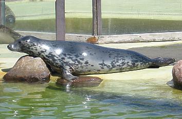 Robbe in der Seehundstation Friedrichskoog