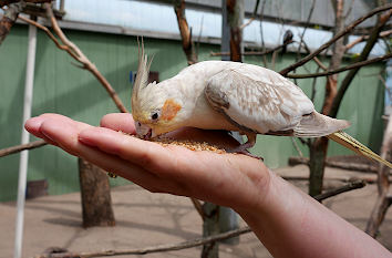 Nymphensittich frisst in Gettorf aus der Hand