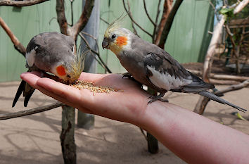 Verrückttes Haus Tierpark Gettorf