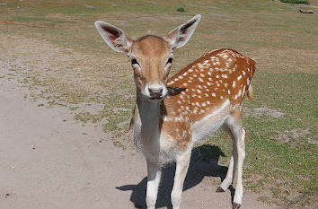 Tierpark Gettorf