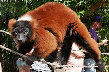 Lemur bei der Fütterung in Gettorf