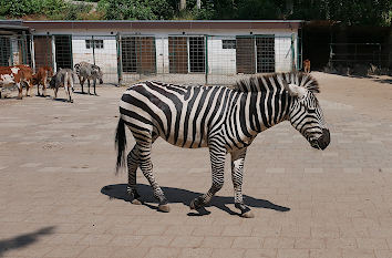 Zebra im Tierpark Gettorf