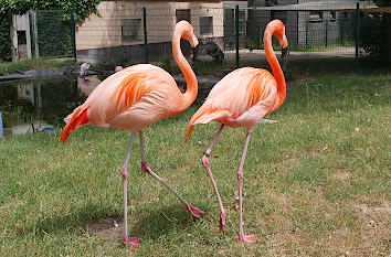 Flamingos im Tierpark Gettorf