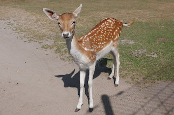 Damwild im Tierpark Gettorf