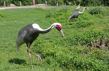 Kraniche im Tierpark Gettorf