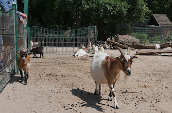 Streichelzoo im Tierpark Gettorf