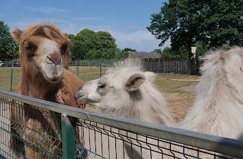 Alpakas im Tierpark Gettorf