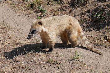 Nasenbär im Tierpark Gettorf