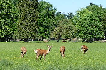 Tierparks in Schleswig-Holstein