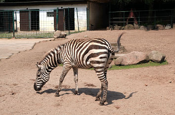 Zebra im Tierpark Gettorf