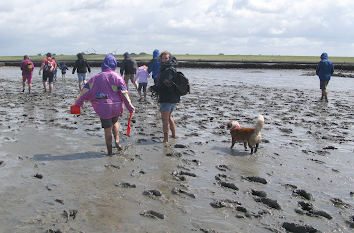 Wattwanderung Nordsee Brunsbüttel