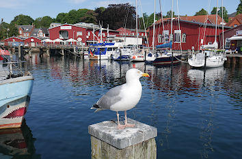 Möwe Fischerhafen Eckernförde