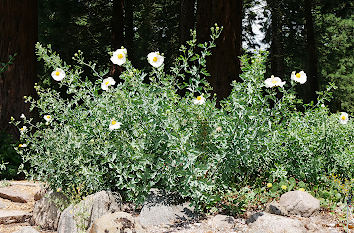 Blumen im Sequoiawald im Loki-Schmidt-Garten Hamburg