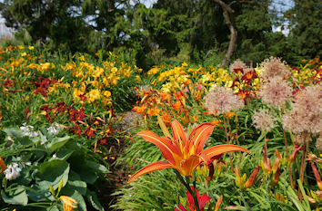 Taglilien im Botanischen Garten Hamburg