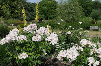 Rosen im Loki-Schmidt-Garten Hamburg