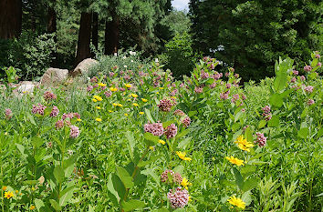 Wildkräuter im Botanischen Garten Hamburg