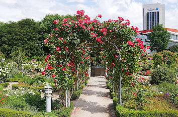 Rosengarten im Planten un Blomen in Hamburg