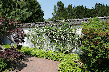 Rosen im Apothekergarten Planten un Blomen Hamburg