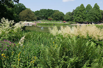 Farn und Astilben am See im Planten un Blomen Hamburg