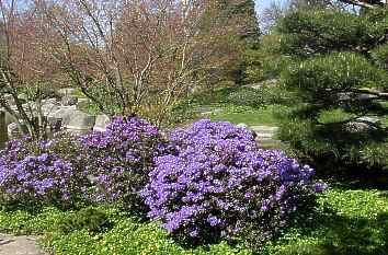 Frühling im Park Planten un Blomen