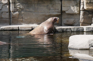 Walross im Tierpark Hagenbeck in Hamburg