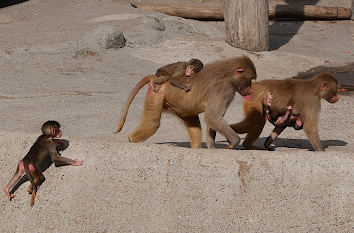 Paviane im Tierpark Hagenbeck in Hamburg