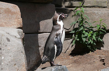 Pinguin im Antarktisbereich Tierpark Hagenbeck
