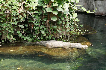 Krokodil im Aquarium im Tierpark Hagenbeck Hamburg