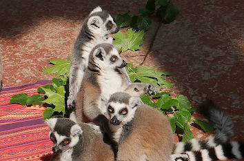 Hagenbecks Tierpark