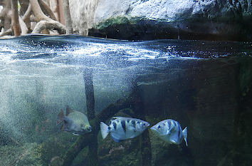 Fische im Mangrovendickicht Tierpark Hagenbeck Hamburg