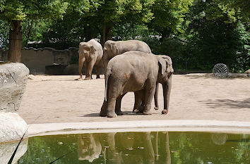 Elefanten im Hamburger Tierpark Hagenbeck