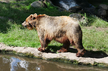 Braunbär im Tierpark Hagenbeck in Hamburg