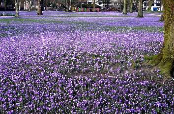 Krokusblüte im Schlosspark Husum