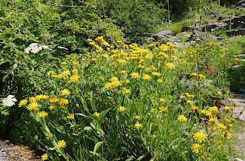 Steingarten im Botanischen Garten in Kiel