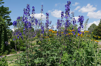 Blumen Botanischer Garten in Kiel