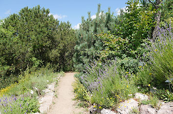 Alpinum im Botanischen Garten Kiel