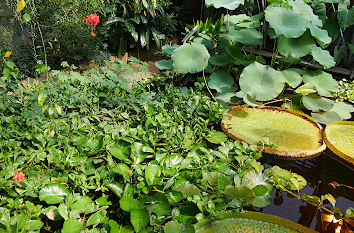 Tropisches Gewächshaus Botanischer Garten Kiel