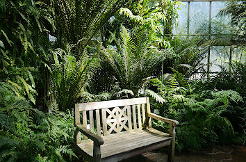 Baumfarne im Gewächshaus Botanischer Garten Kiel