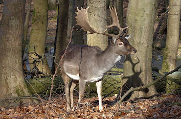 Damwild Wildpark Tannenberg in Kiel