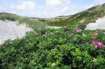 Natur auf der Insel Sylt