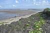 Wattenmeer auf der Insel Sylt