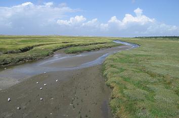 Priele und Salzwiesen in Sankt Peter-Ording