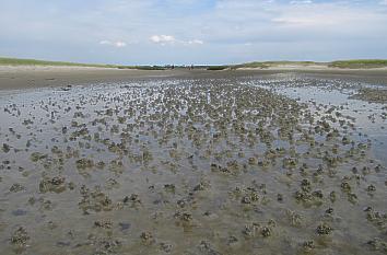 Watt bei St. Peter-Ording